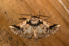 Declana junctilinea