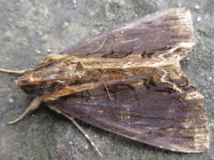 Ercheia umbrosa