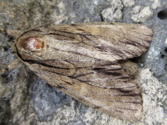 Shaka atrovittatus