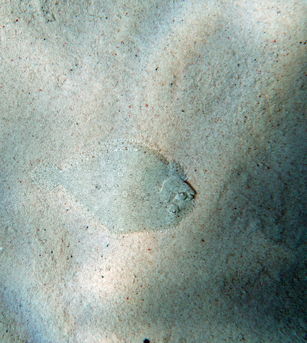 Maculated flounder (Bothus maculiferus) — Bothidae — 4