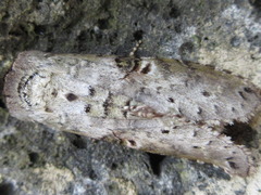 Ellida branickii