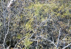 Rhamnus erythroxyloides