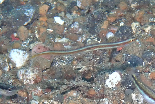 Gunnellichthys viridescens observed 2024-10-03