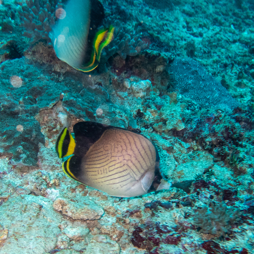 Indian Vagabond Butterflyfish (Chaetodon decussatus)