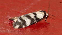 Thallarcha trissomochla