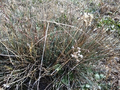 Allium mirzajevii