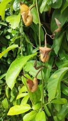 Aristolochia maxima