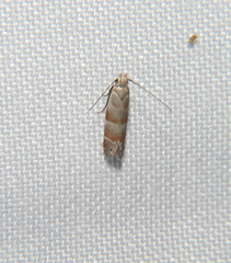 Battaristis vittella