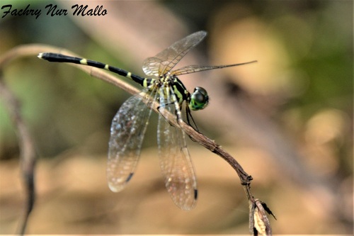 Celebophlebia dactylogastra