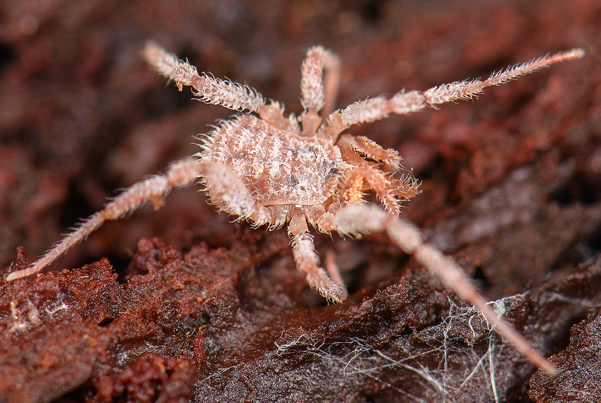 Triaenobunus pilosus