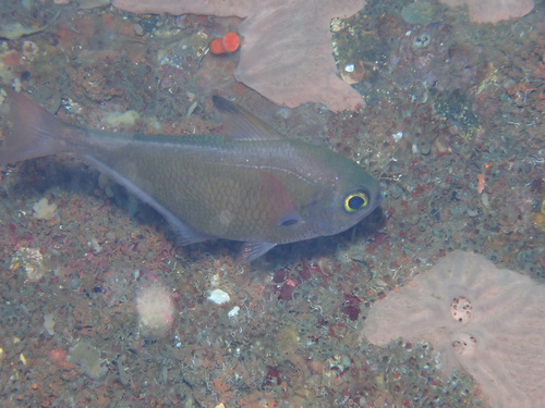 Pempheris adusta observed 2024-10-04