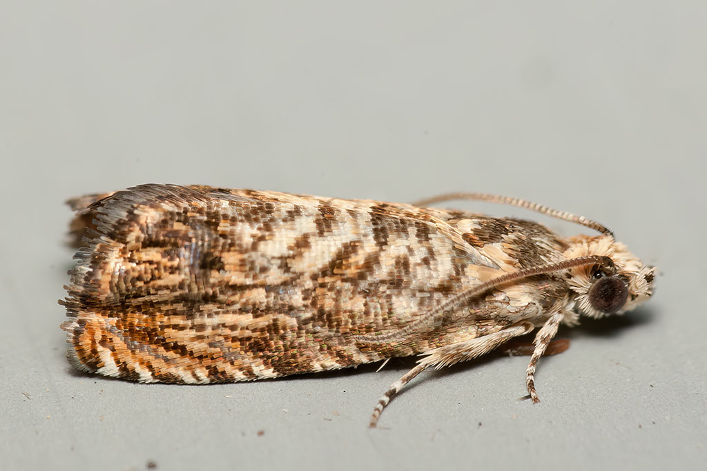 Pammene amygdalana