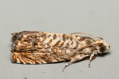 Pammene amygdalana