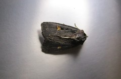 Adelphagrotis indeterminata