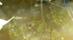 Lepisosteus oculatus