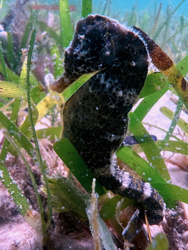 Hippocampus borboniensis observed 2024-10-07