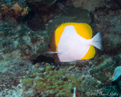 Hemitaurichthys polylepis