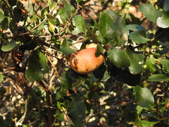Rhamnus pirifolia