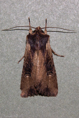 Ichneutica omoplaca