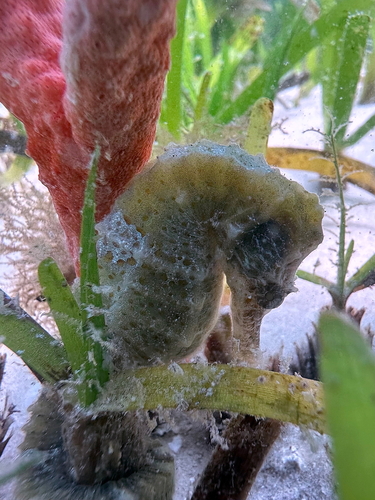 Hippocampus borboniensis observed 2024-10-07