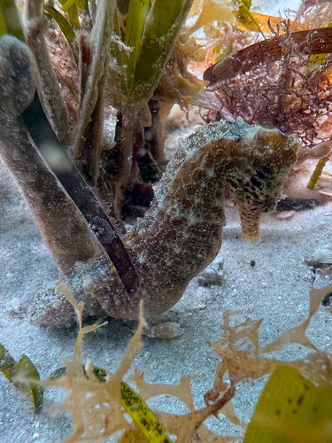 Réunion Seahorse