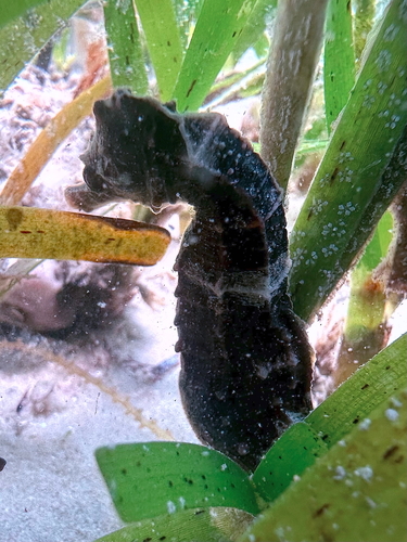 Hippocampus borboniensis observed 2024-10-07