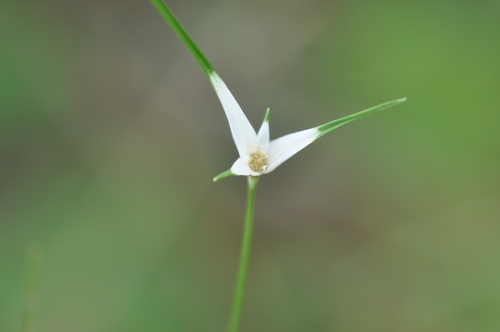 Rhynchospora albiceps observed 2014-11-27