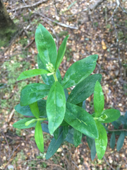 Pimelea drupacea