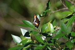 Adelpha malea goyama
