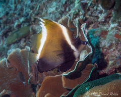 Heniochus varius