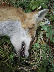 Red Fox