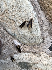 Polistes comanchus navajoe