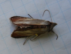 Cucullia convexipennis