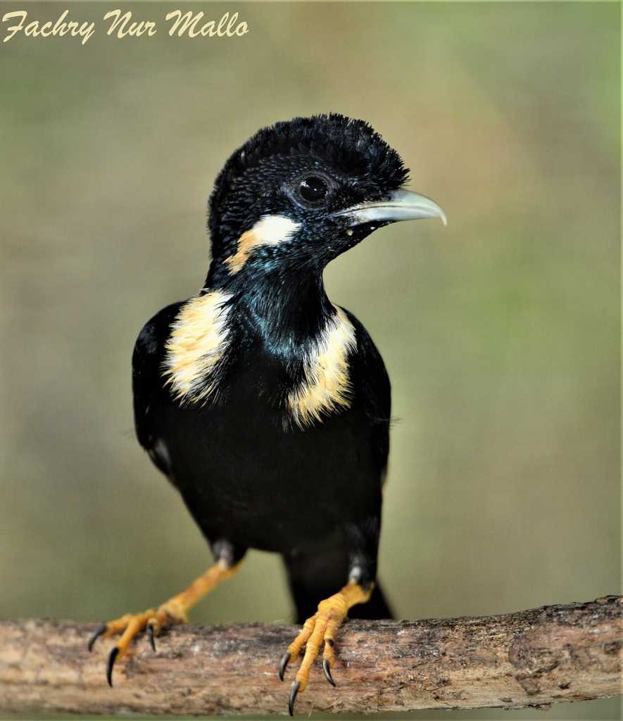 Helmeted Mynas