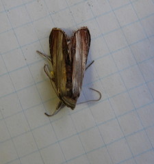 Cucullia convexipennis