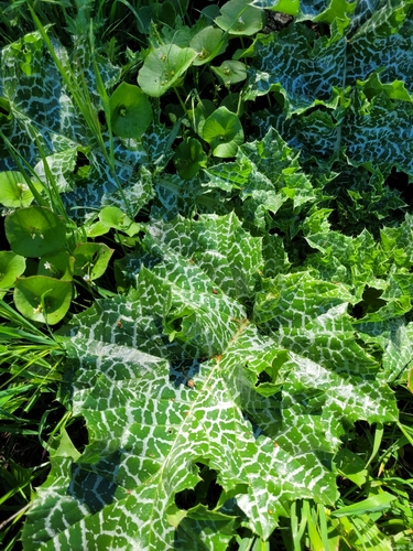 iNaturalist observation photo of milk thistle