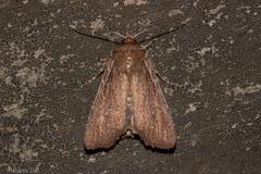 Ichneutica infensa