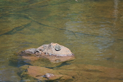 Phrynops williamsi