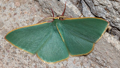 Chlorocoma assimilis