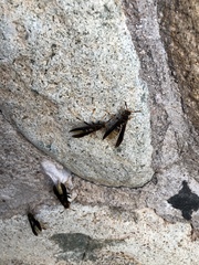 Polistes comanchus navajoe