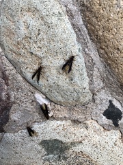 Polistes comanchus navajoe