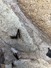 Polistes comanchus navajoe