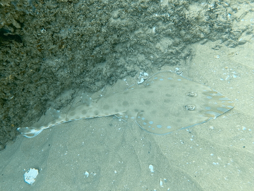 Greyspot guitarfish (Acroteriobatus leucospilus) — Rhinobatidae — 5