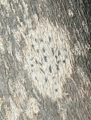 Fungi