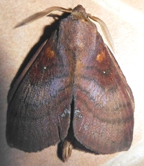 Kunugia latipennis