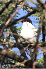 Anthreptes orientalis