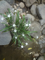 Hymenocallis acutifolia
