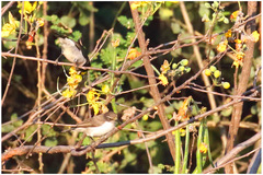 Anthreptes orientalis