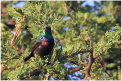 Cinnyris bifasciatus