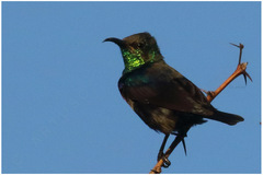 Cinnyris bifasciatus